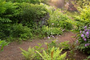 Garden path with bike leaning against a tree
