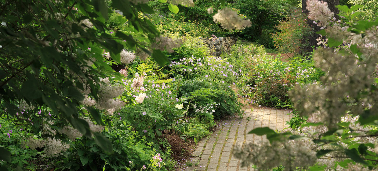 Path in the garden surrounded by flowers