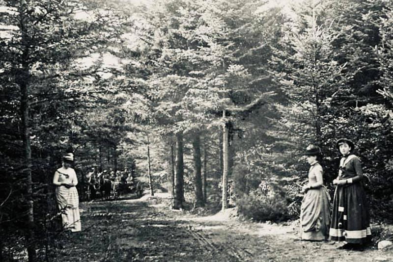 Explore Witherle Woods Preserve