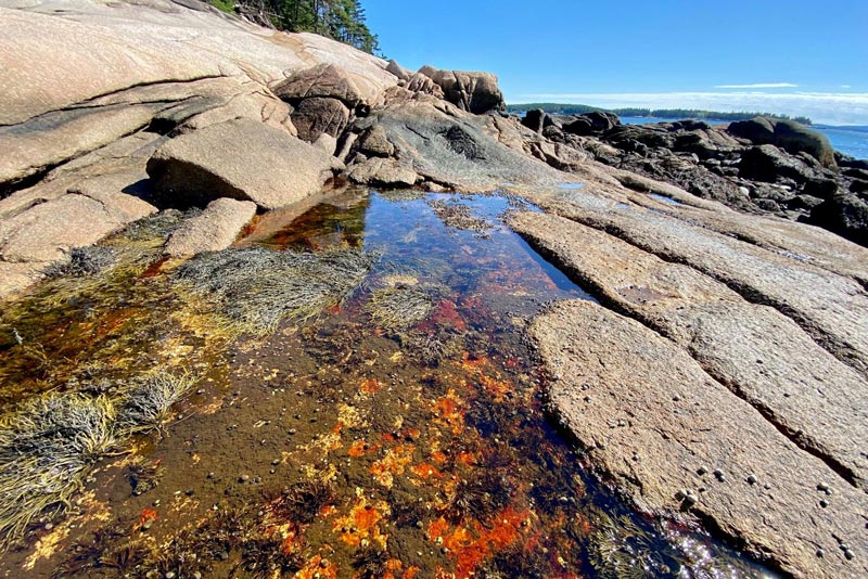 Discover Barred Island Preserve - Pentagöet Inn